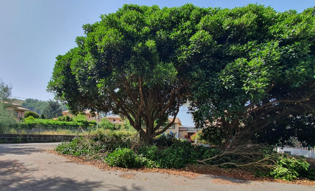 Palasport Coco, in corso rimozione aiuole e potatura alberi